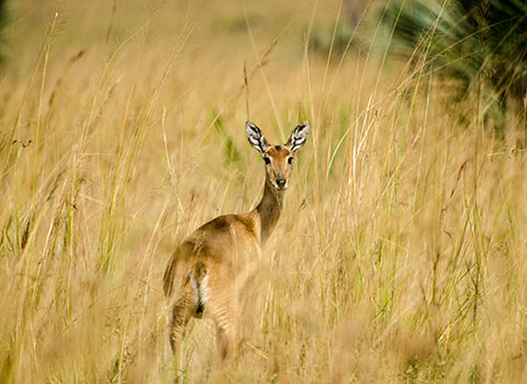 Okavango Delta